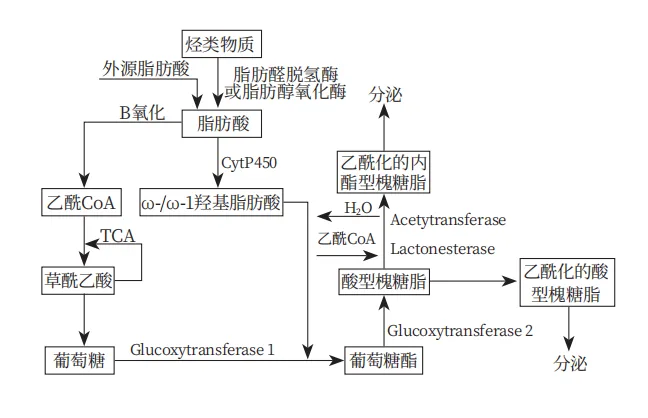 Microbial Surfactants: Sophorolipids 4 Figure 4: Synthesis Pathway Using Hydrocarbons (or Fatty Acids) as the Sole Carbon Source