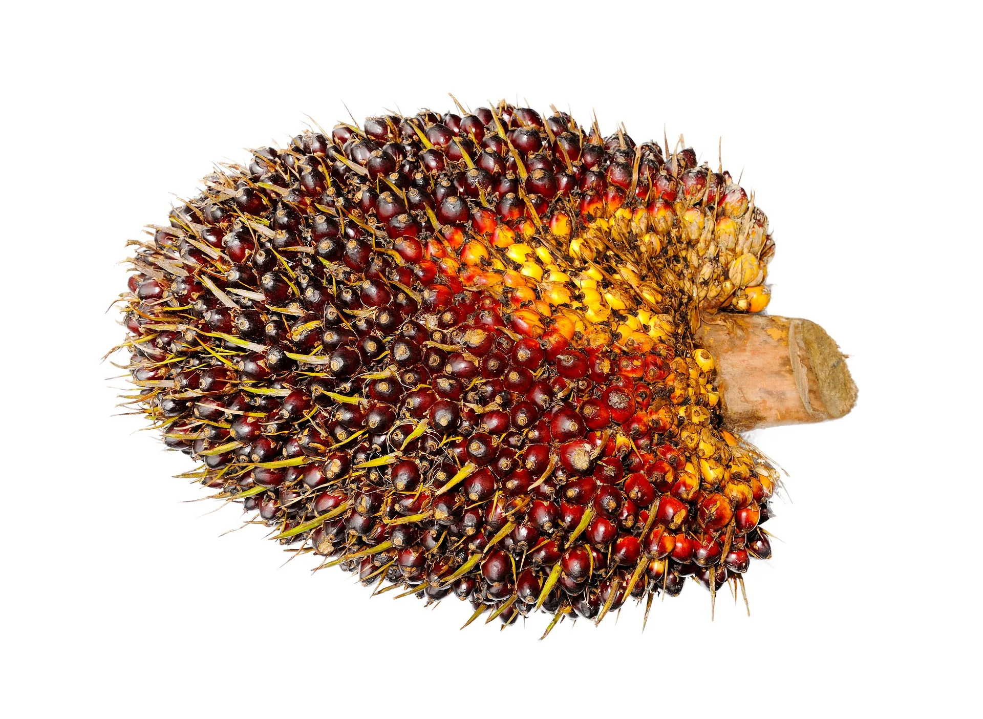 What Is RSPO? Sustainable Palm Oil in Cosmetics and Oleochemicals 2 palm 1464657 1920