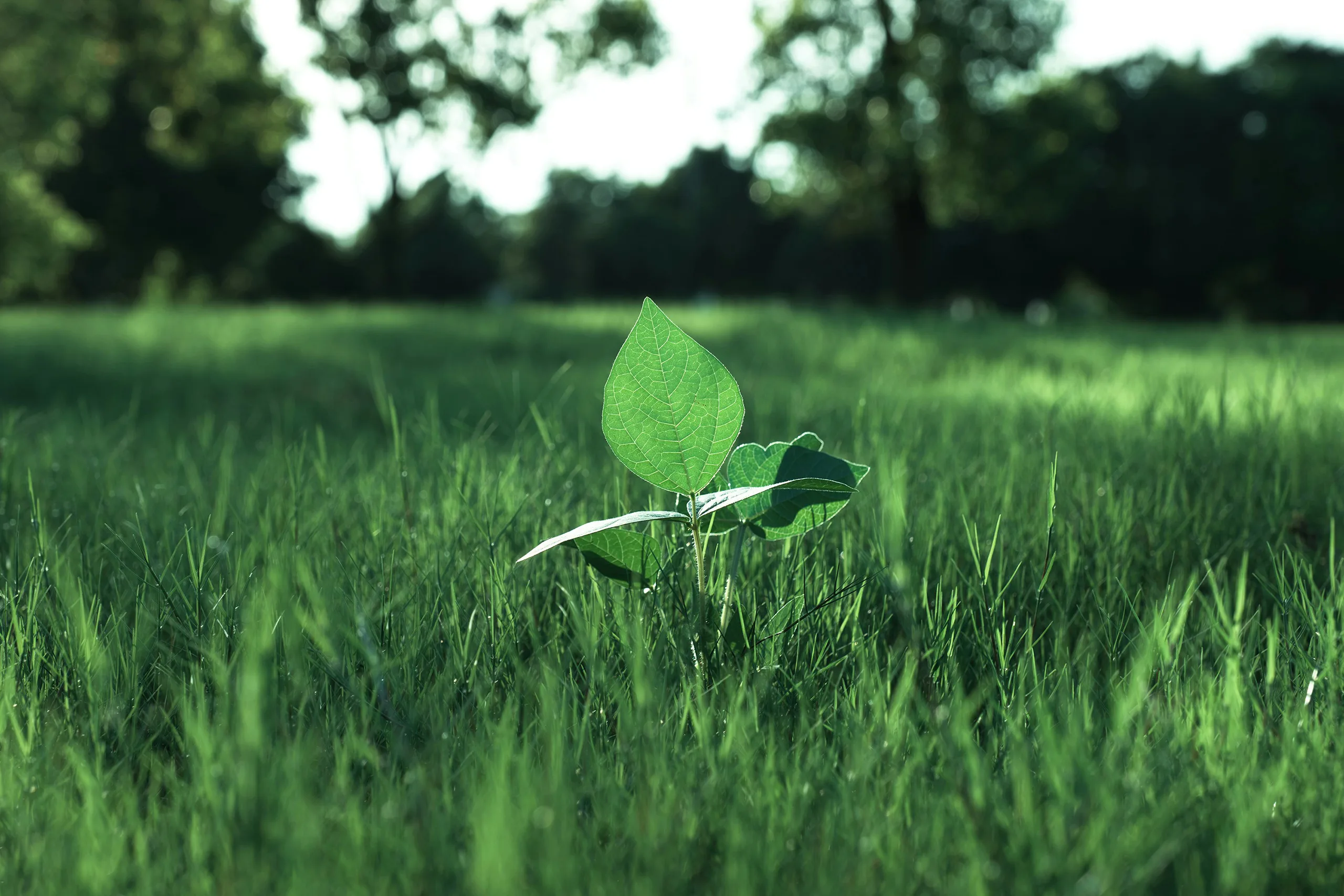 Green Chemistry & Sustainable Innovation