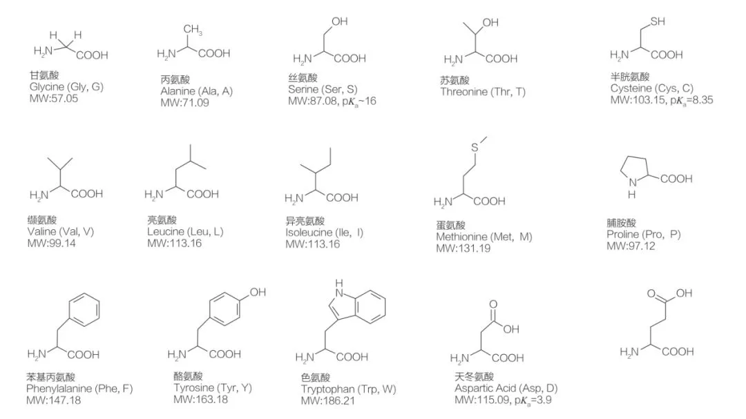 Fig.1 Twenty standard amino acids