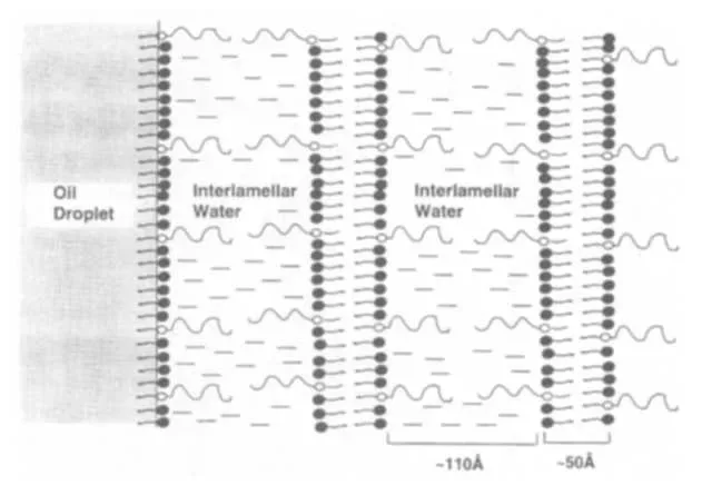 Figure 2: Schematic of lamellar gel network in nonionic systems